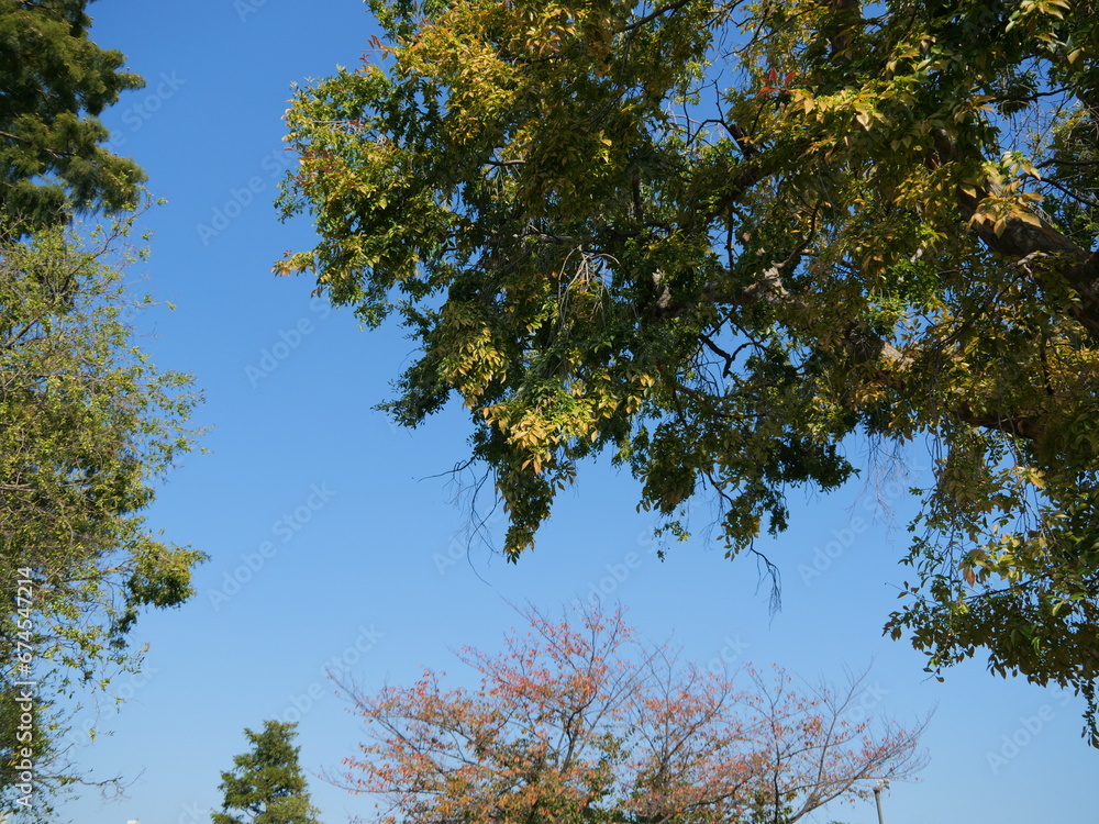 Obraz premium アキニレの木の下から空を見上げる