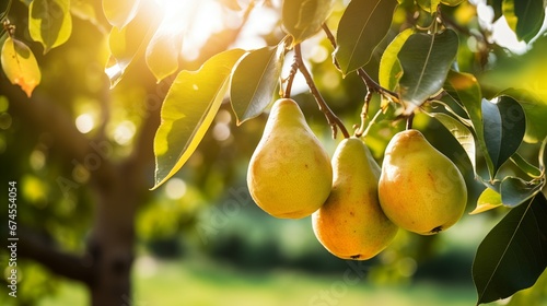 pear grows on a tree in the harvest garden on sunny day
