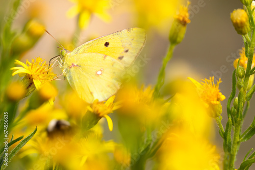 yellow butterfly collecting nectar with its spiritromp, among yellow flowers. intense colour. © ZiortzaEguzkitza