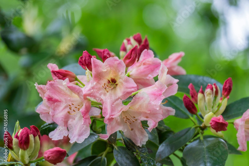 Rhododendronbl  ten mit Regentropfen