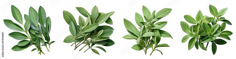 Sage leaves  Hyperrealistic Highly Detailed Isolated On Transparent Background Png File - obrazy, fototapety, plakaty 