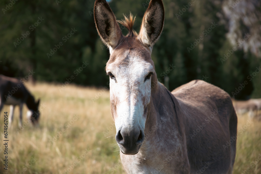 A donkey in the wonderful landscape of the Dolomites mountains, South Tyrol, Italy