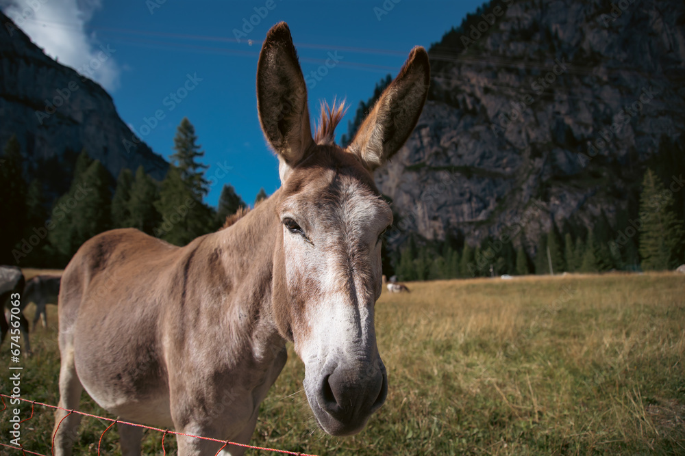 A donkey in the wonderful landscape of the Dolomites mountains, South Tyrol, Italy A donkey in the wonderful landscape of the Dolomites mountains, South Tyrol, Italy