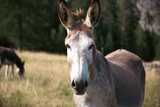 A donkey in the wonderful landscape of the Dolomites mountains, South Tyrol, Italy