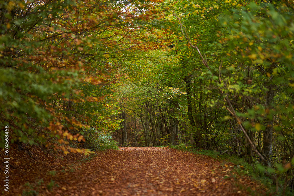 Naklejka premium Autumn landscape with forest road covered in leaves