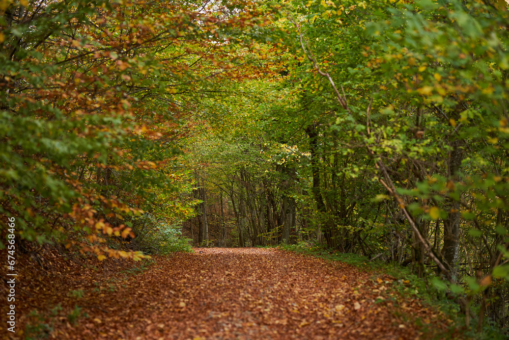 Autumn landscape with forest road covered in leaves Autumn landscape with forest road covered in leaves