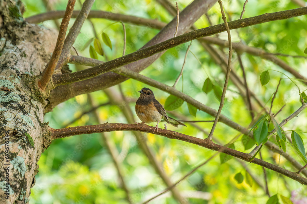 Female White-rumped Shama (Copsychus malabaricus) perched on a branch in Kauai, Hawaii, United States.
Female White-rumped Shama (Copsychus malabaricus) perched on a branch in Kauai, Hawaii, United States.