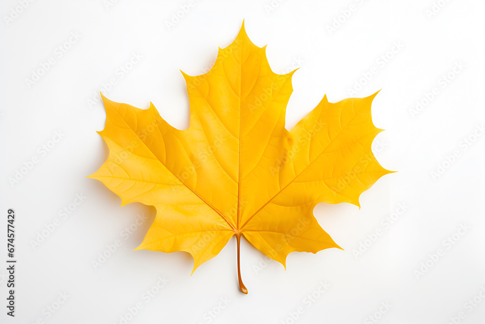 Yellow maple leaf on white leaf background Yellow maple leaf on white leaf background