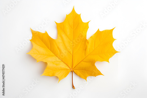 Yellow maple leaf on white leaf background