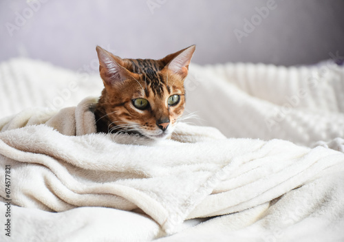 Portrait of adult bengal kitten covered in white blanket, cute cat has a rest at home . Winter and autumn cold time.