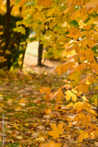 Autumn golden leaves, photo of nature in November. Fall time 