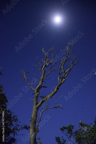 moon and tree