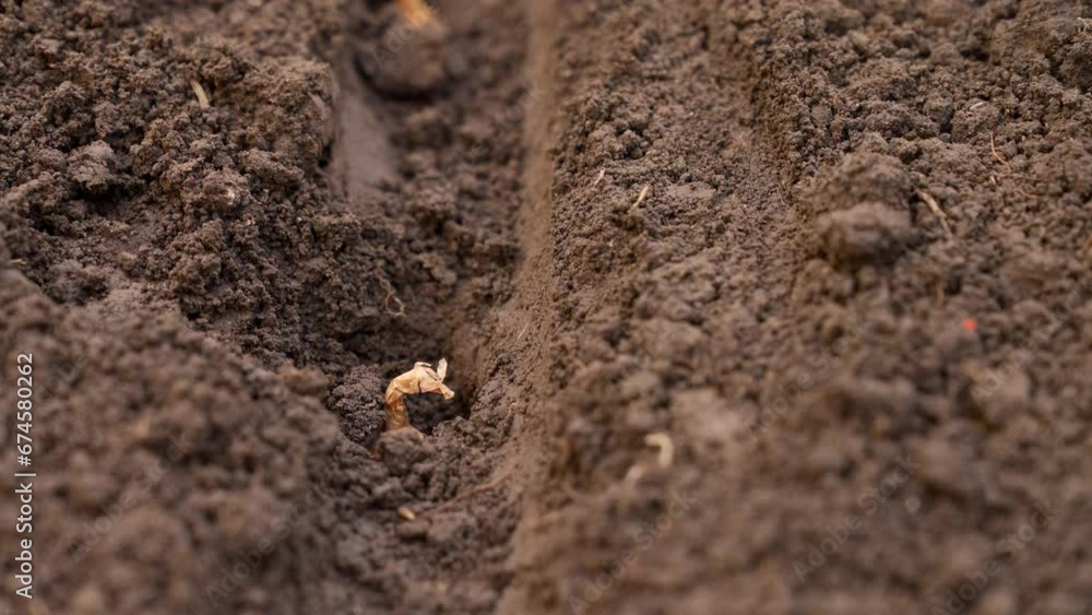 Farmer hand in latex glove planting onions. Hand touching ground close-up 4k footage Farmer hand in latex glove planting onions. Hand touching ground close-up 4k footage