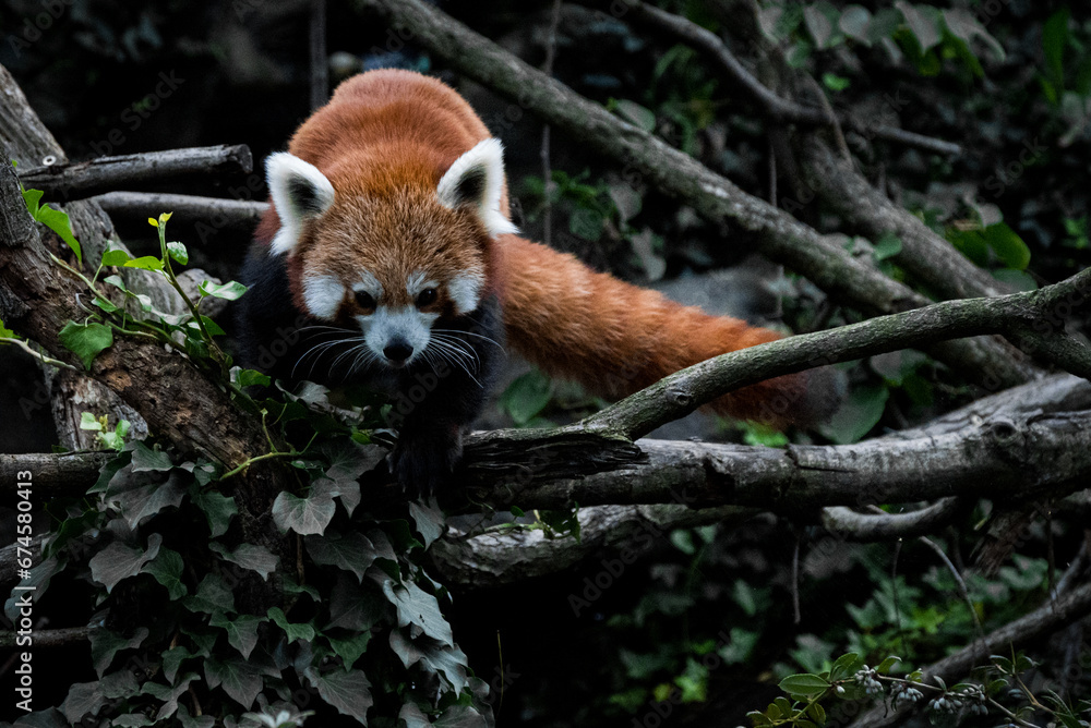Fototapeta premium red panda in tree
