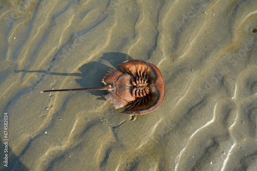 Horseshow crab (Limulus polyphemus) on the beach of Cox's Bazar,Bangladesh photo