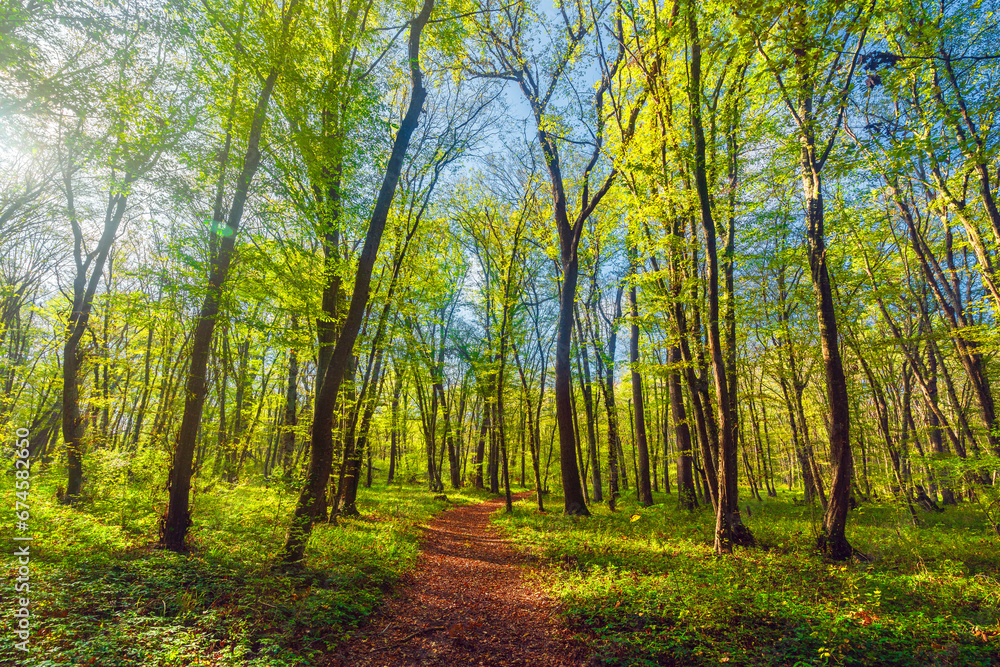 Naklejka premium Path in a bright morning forest