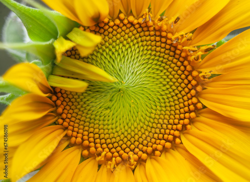 Mammoth Sunflower Macro 