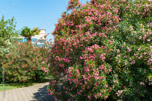 Beautiful Pink Oleander flower  Nerium oleander . Blossom of Nerium oleander flowers tree. Pink flowers on shrub in city center of resort town Sochi. Toxic in all its part.