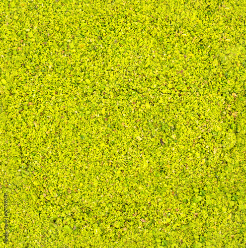 Italian or Turkish Pistachio powder pile background from top view