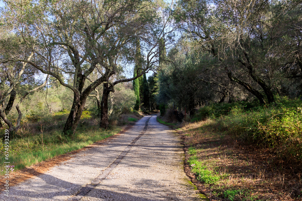 Small concrete dirt road between olive trees and cypresses on the island of Corfu near Lipades