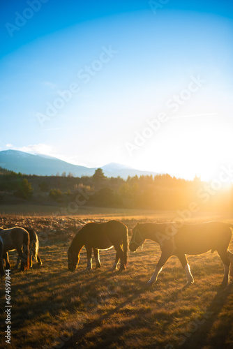 Horses on the background of an orange sun in a field in the afternoon. Beautiful mountain scenery in the background.