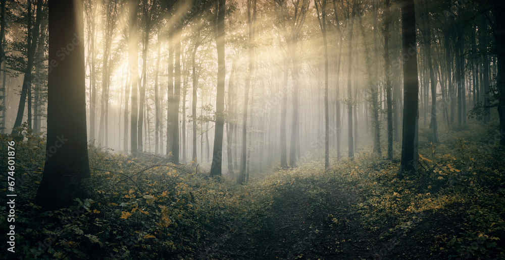Obraz na płótnie sun rays in fantasy forest landscape w salonie