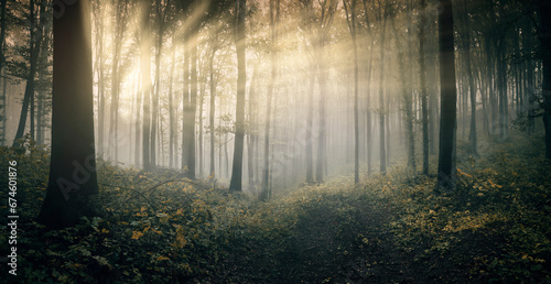 sun rays in fantasy forest landscape