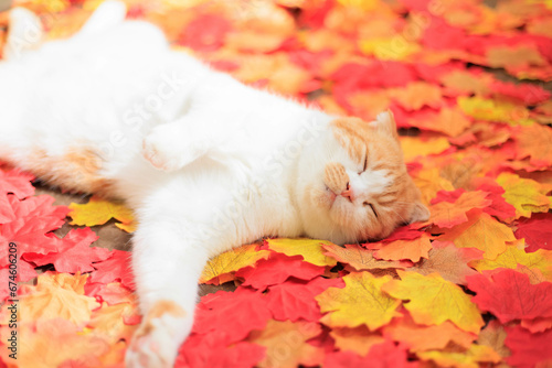 紅葉の落ち葉の上で寝る猫