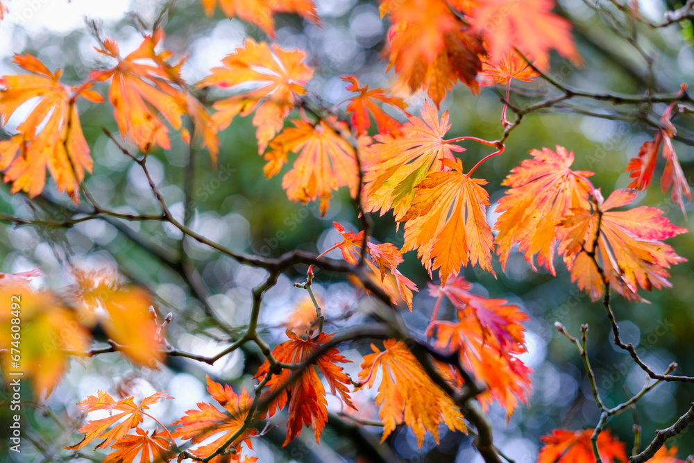 Acer japonicum 'Aconitifolium' , Full Moon Maple Acer japonicum 'Aconitifolium' , Full Moon Maple