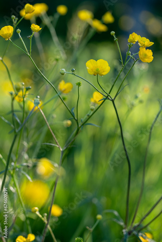 Meadow buttercup, Ranunculus acris photo