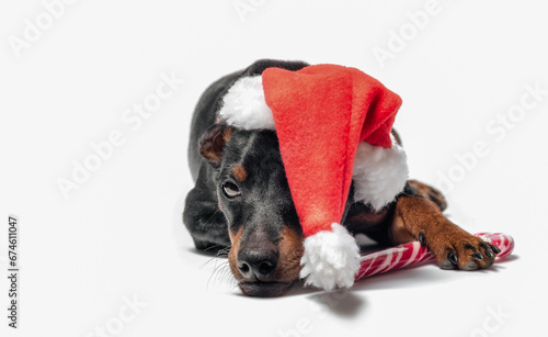 young miniature pinscher puppy in a red Christmas hat with a candy cane