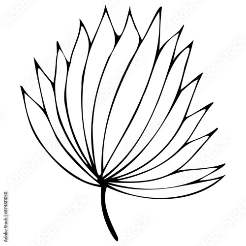 Hand drawn doodle tropical leaf. Black sketch isolated on white background