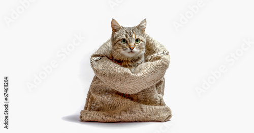 gray kitten with green eyes in a bag on a light background