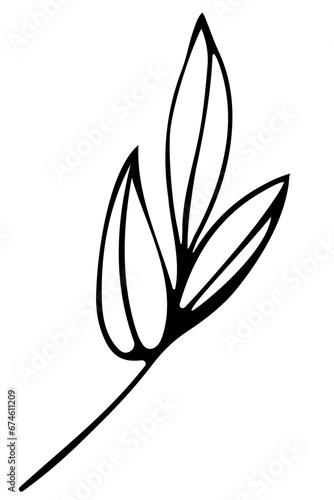 Hand drawn doodle tropical leaf. Black sketch isolated on white background