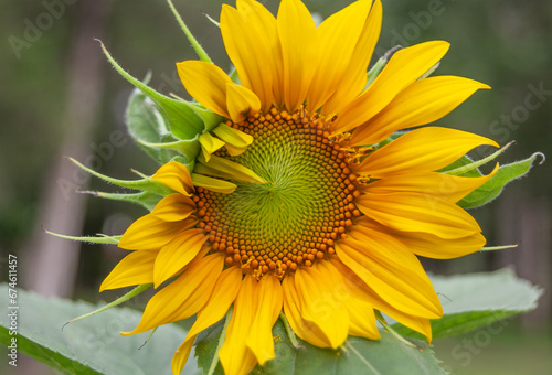Mammoth Sunflower Wide