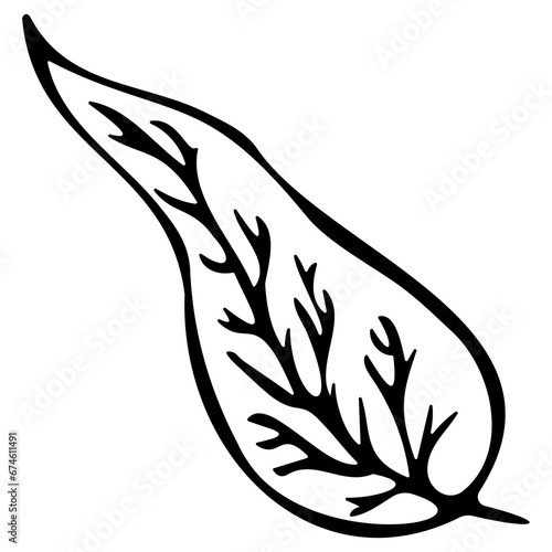 Hand drawn doodle tropical leaf. Black sketch isolated on white background