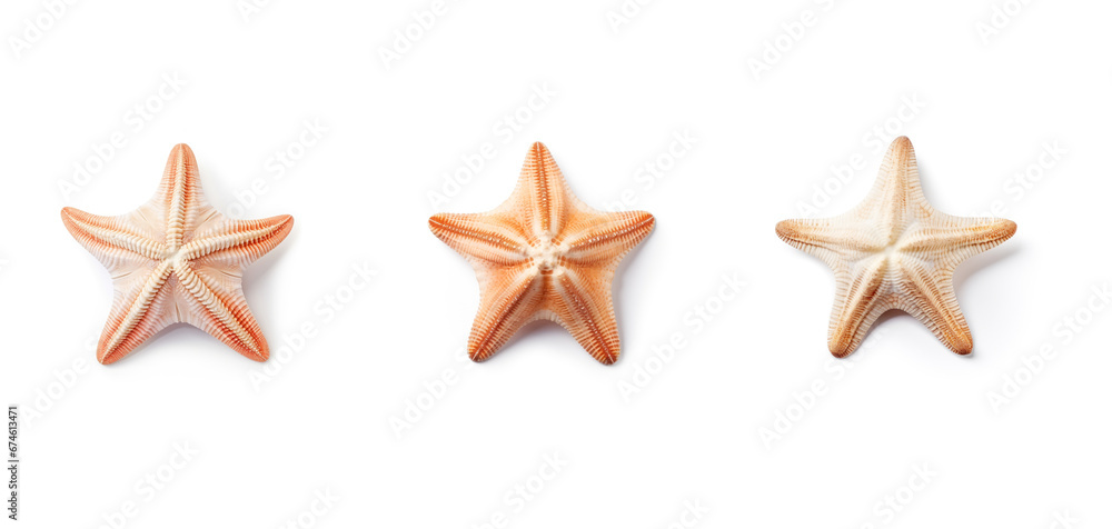 Seastars on the white background. Seastars on the white background.