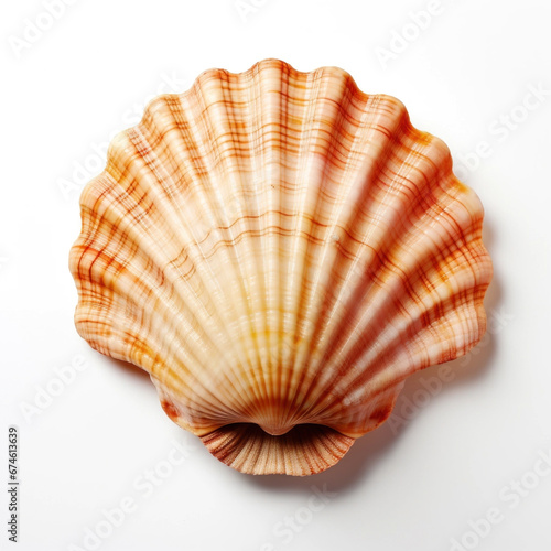 Scallop shell isolated on white background. Top view, close up