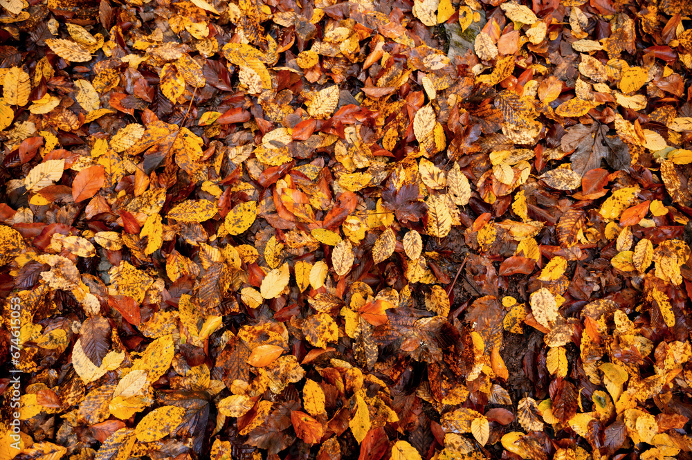 Heap of colorful autumn leaves on ground. Heap of colorful autumn leaves on ground.