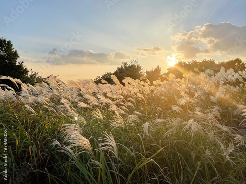Beautiful natural panoramic Haneul Park in Seoul ,South Korea. Blooming wild high grass in nature at sunset warm summer. Side view of wild pampas grass,Pampas grass feel the beginning of autumn. photo