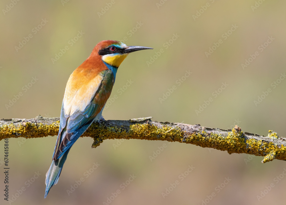 European bee-eater, merops apiaster. A bird sitting on a branch on a beautiful background