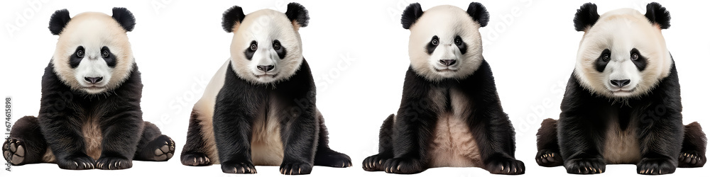 Jolly Panda on white background, chinese new year and christmas concept
