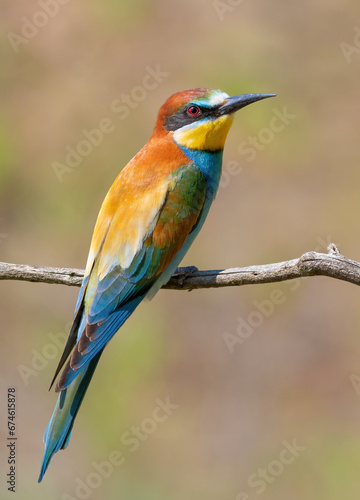 European bee-eater, merops apiaster. A bird sits on a branch on a smooth background