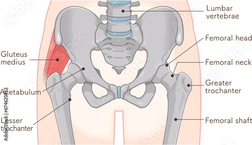 中殿筋、gluteus medius、股関節、大腿骨、骨盤、筋肉、イラスト、illustration