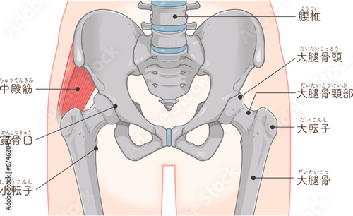 中殿筋、gluteus medius、股関節、大腿骨、骨盤、筋肉、イラスト、illustration
