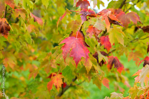 Red maple leaves in autumn in botanical garden