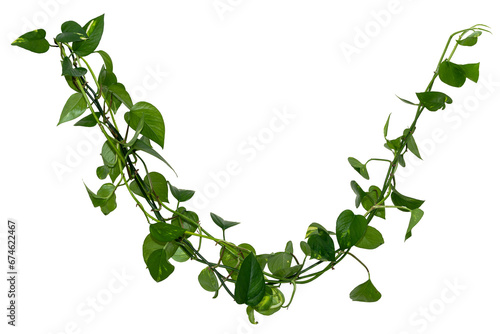 Vine / Climbing plant - green leaves of hanging Epipremnum aureum / Araceae bush isolated on transparent a background - nature - forest - tropical jungle element - video compositing footage photo