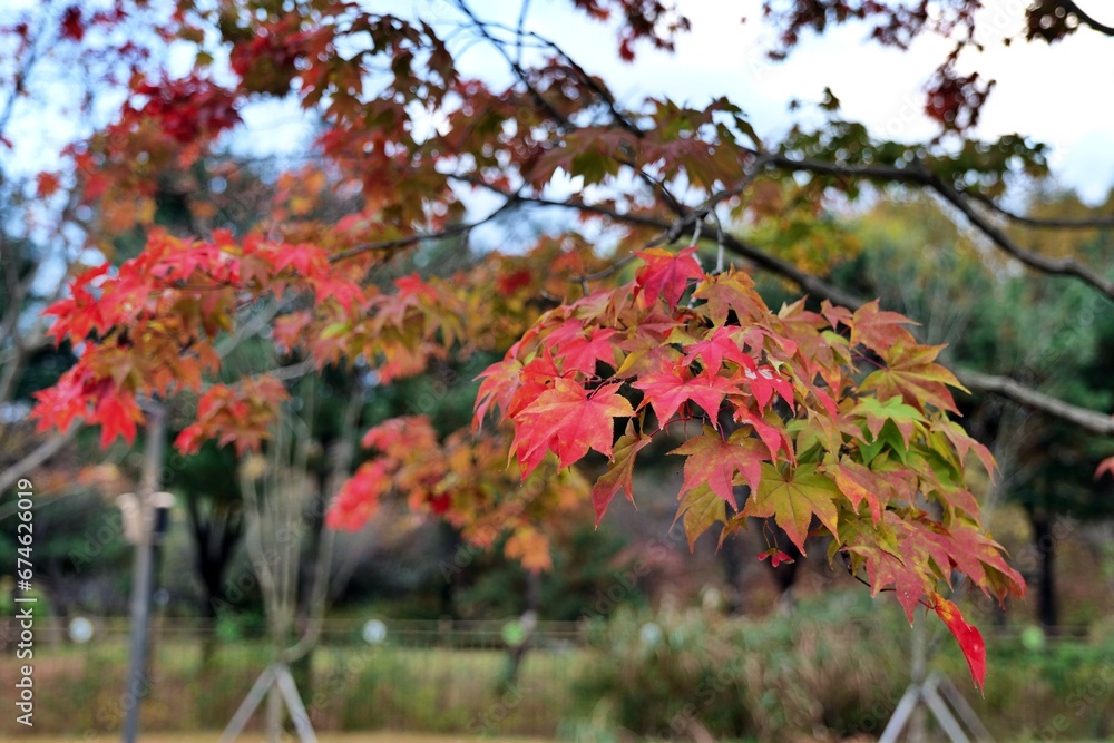 나무, 가을, 네이처, 나뭇잎, 가을, flower, 나무, 봄, 계절, sky, 나뭇잎, 블로섬, 가지, red, yellow, 식물, 공원, 분홍, 변색, 나무, 뜰, 개화, 다채로운, blue, flower 나무, 가을, 네이처, 나뭇잎, 가을, flower, 나무, 봄, 계절, sky, 나뭇잎, 블로섬, 가지, red, yellow, 식물, 공원, 분홍, 변색, 나무, 뜰, 개화, 다채로운, blue, flower