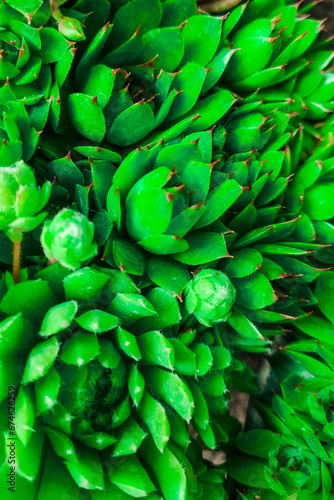 Green succulent Echeveria close up, green background