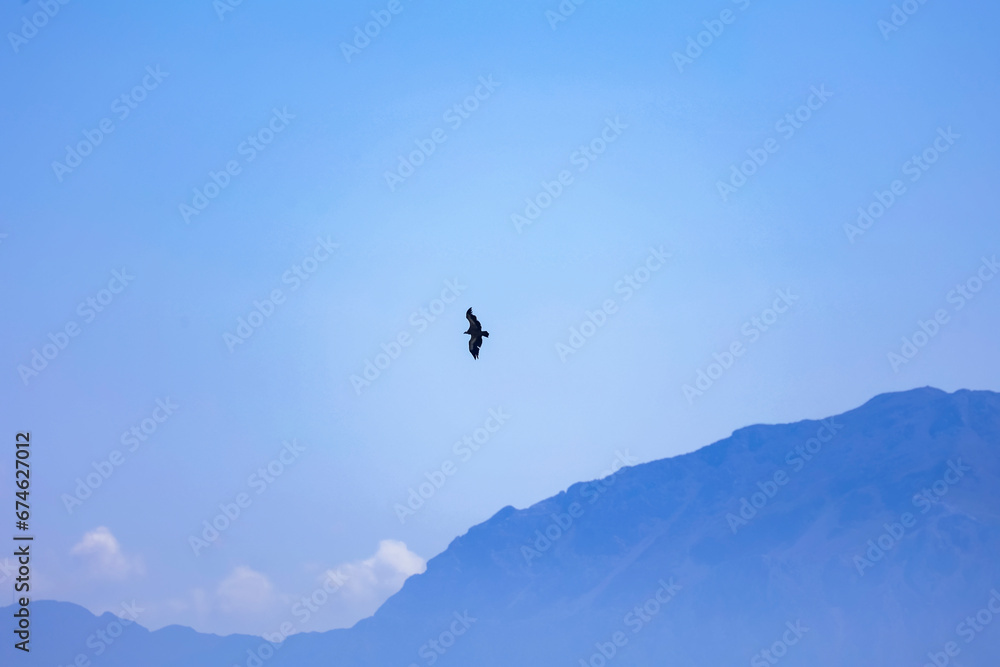 silueta cuervo